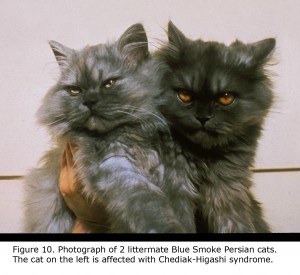 10CHScat